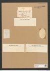 Diatomeae indet. Zeichnungen Sammlung Grunow Nr. 5818 (NHMW-BOT-W0374239)